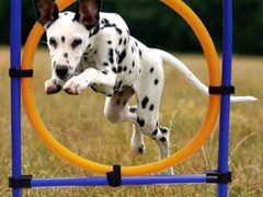 镇江训犬基地