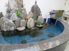 海口锦鲤领养