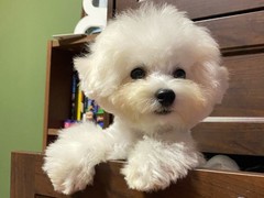 广东真顺犬业