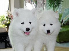 成都喜喜犬舍