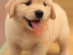 鲁豫犬业