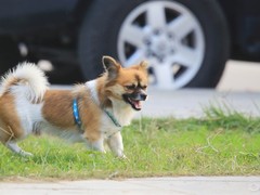 威海法斗犬价格
