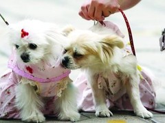 哈尔滨卷毛寻回犬