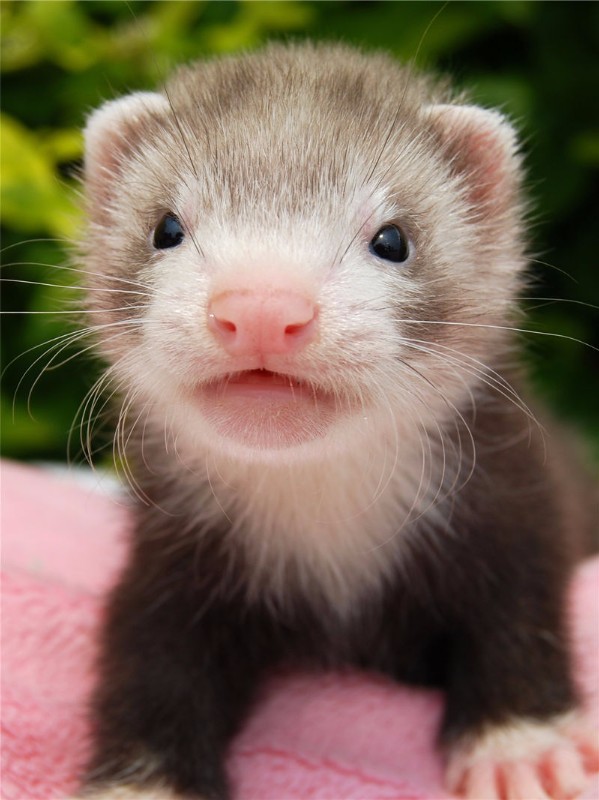 白颈精选安格鲁宠物貂