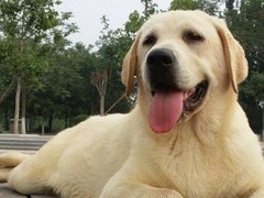乌鲁木齐巴仙吉犬