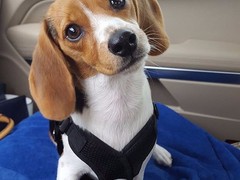 豆豆犬舍