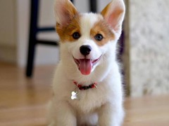 广东铃铛犬舍繁殖基地