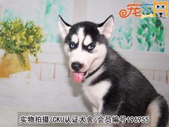 宠之恋犬舍（中山正规犬舍）