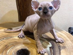 千禧猫舍