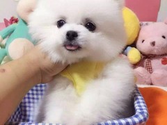 宠物山庄5