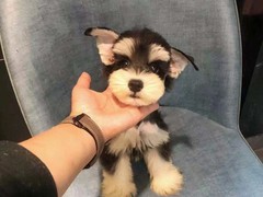石家庄巴哥
