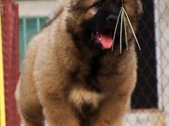 广东真顺犬业