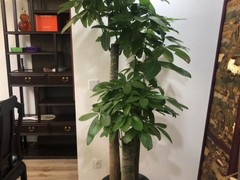 海口滨江鲜花绿植园圃