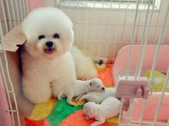 广东真顺犬业