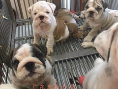 广东退伍兵犬舍