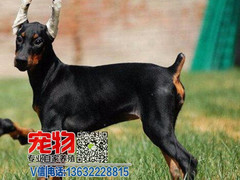 广东宠物养殖