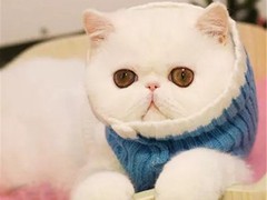 可乐猫咪苑