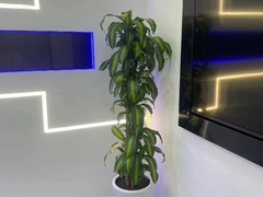 天津市西青区鑫达花卉经营部