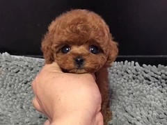 广东cku名犬繁殖基地