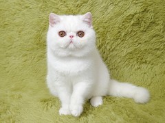 莉姿猫舍