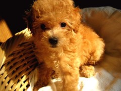 信达犬业