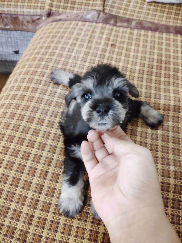 犬舍繁殖基地