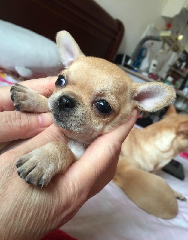 犬舍繁殖基地