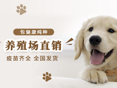 贵阳田野小猎犬