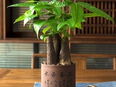 天津绿红园花卉