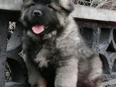 广东铃铛犬舍繁殖基地