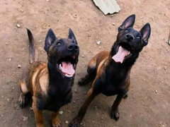 如意犬业