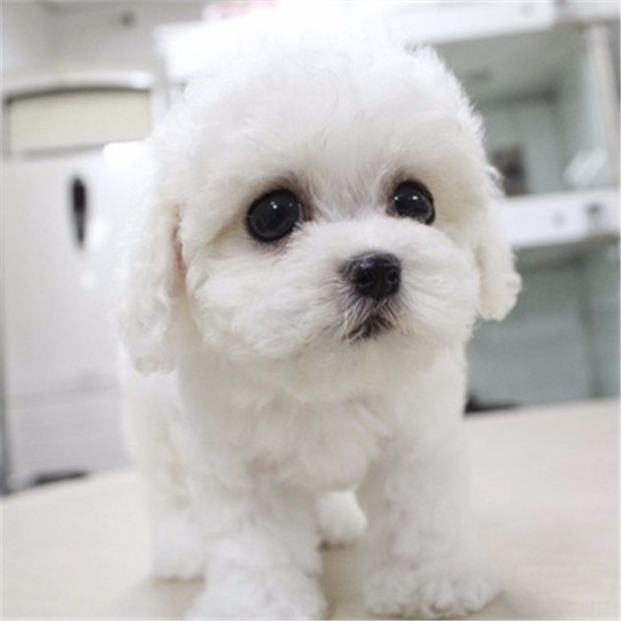 法国卷毛狗不掉毛没体味活泼小比熊犬