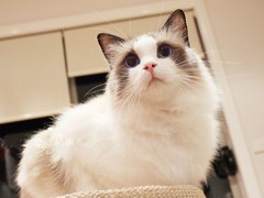 歆瑶猫舍