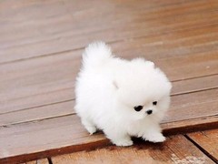 亨达犬业