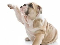 东莞猎兔犬