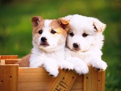 漳州犬舍基地