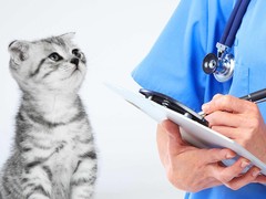 惠州宠物猫医院