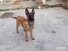 福州比格猎犬