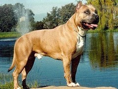 星园犬业