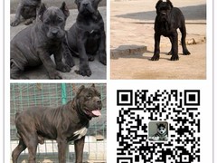 天诚犬业