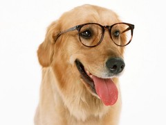 宁波库瓦兹犬