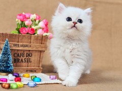歆瑶猫舍