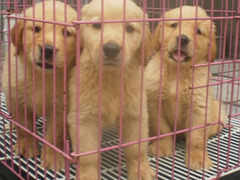 爱宠乐犬舍
