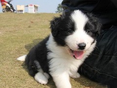 烟台比格猎犬