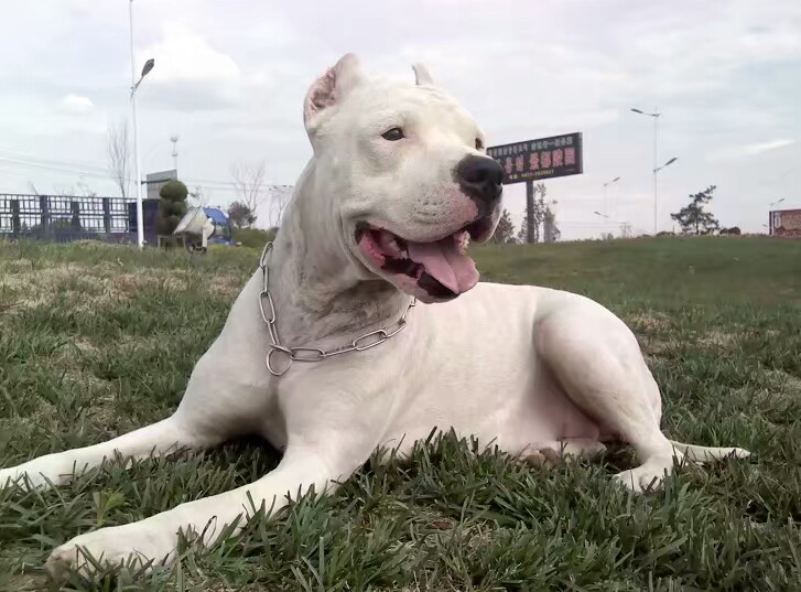 宜昌市购买纯种杜高犬价格自提多少钱