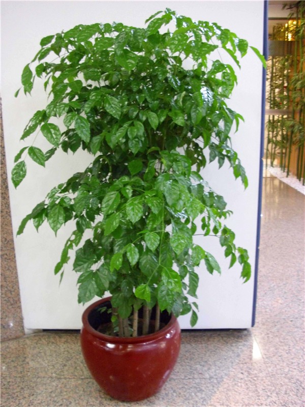 发财树如何快速扦插成活的方法