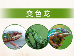 淄博变色龙出售