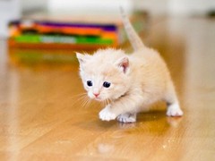 银川纯种猫咪