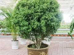 大连干花店