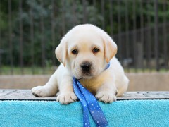 宿迁英国玩具犬